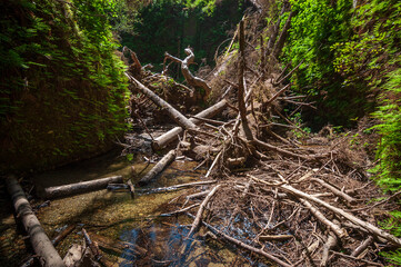 Fern Canyon at Redwood National Park