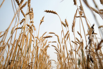 Ears of ripe wheat on sky background. Rich grain harvest, agriculture concept.