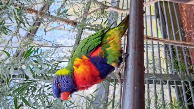 a dancing parrot with rainbow colors on a fence in an aviary,
vertical