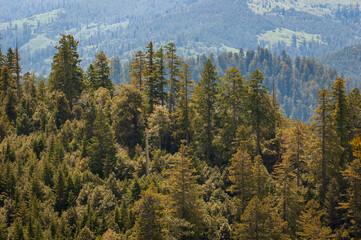 Forest Overlook at Redwood National Park