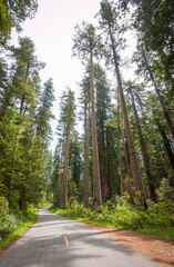Fototapeta premium Towering Redwoods at Redwood National Park