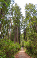Towering Redwoods at Redwood National Park