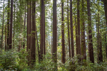 Towering Redwoods at Redwood National Park