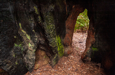 Fototapeta premium Towering Redwoods at Redwood National Park