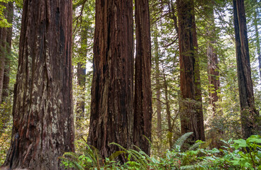 Fototapeta premium Towering Redwoods at Redwood National Park