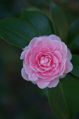 Pink petals of Camellia japonica flower blooming in spring garden, bokeh ground