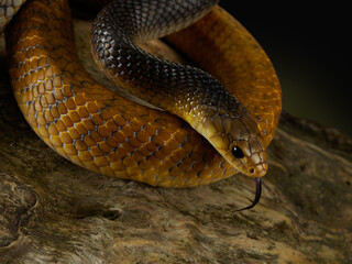 yellow Drymarchon on the black background of cameos, fog. snake art 