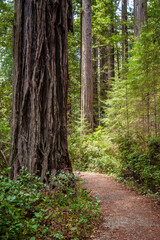Hiking Trail at Redwood National Park