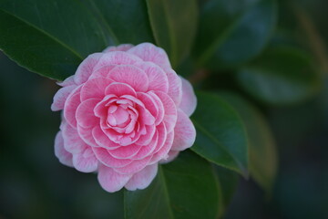 Pink petals of Camellia japonica flower blooming in spring garden, bokeh ground