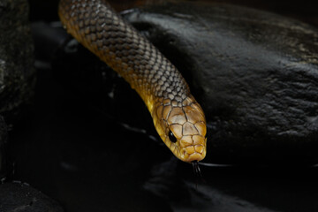 yellow Drymarchon on the black background of cameos, fog. snake art 