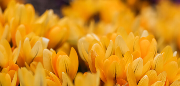 Yellow crocus flowers. Macro floral background for holiday design © OLAYOLA