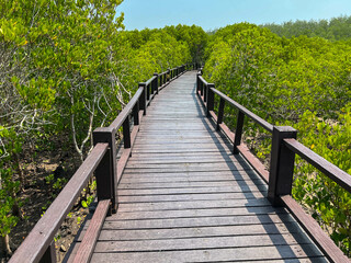 Thailand mangrove forest with walkway wooden bridge at Phetchaburi with blue sky background.