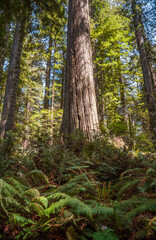 Fototapeta premium Towering Redwoods at Redwood National Park