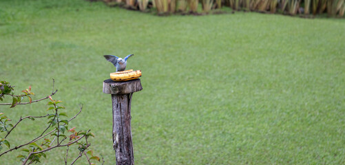 Majestic Bluebird (Thraupis episcopus) Spreading Wings to Nibble on Banana in Natural Setting