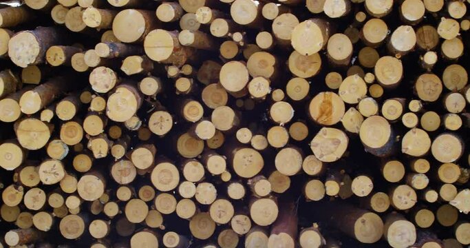Devastating Effects of Deforestation on Our Environment