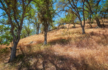 Summer Plants and Trees at Pinnacles National Park