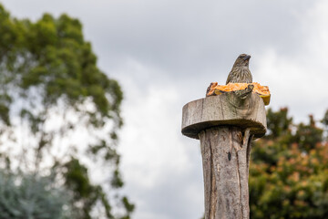 Shiny Cowbird (Molothrus bonariensis) bird eating a Banana on a cold wet morning in the countryside