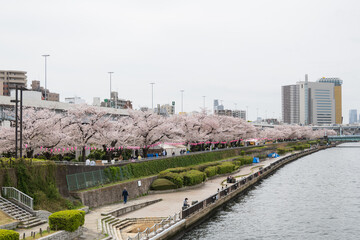 Fototapeta premium 桜満開の隅田川堤