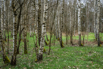 Obraz premium Birkenwald im Frühling