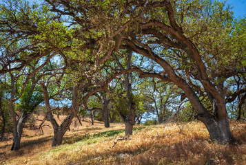 Trees and Field at Pinnacles National Park