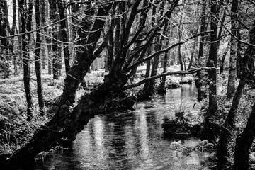 Black and white photograph of the river Umia as it passes through the village of Cuntis, in Galicia (Spain)
