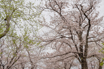 満開の桜と新緑