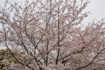 Obraz premium 満開の桜