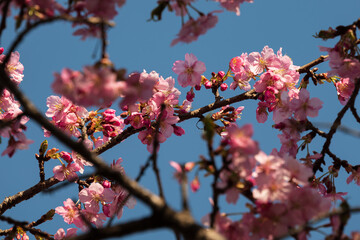 春の訪れ　青空に映える満開の河津桜