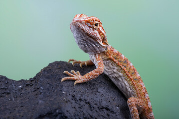 Bearded dragon hanging on a tree
