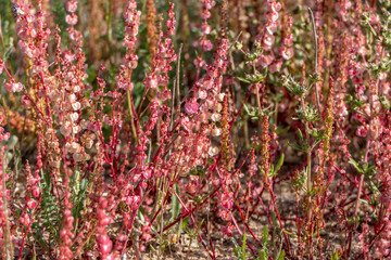 Pink flowers of a flowering plant Sheep Sorrel Rumex acetosella