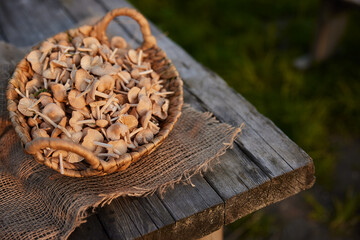 Fototapeta na wymiar close up photo of wicker basket full of mushrooms