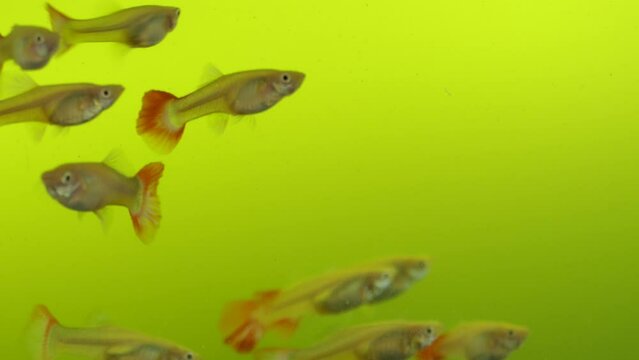 Female red-tailed tropicbird fish with multiple individuals is swimming in the fish tank.(guppy fish)