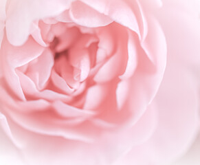 Fototapeta na wymiar Pale pink rose flower. Soft focus. Macro flowers backdrop