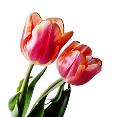 red tulips isolated on transparent background