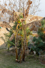 Banana tree with dry leaves in the garden