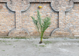 A small date palm tree in a sandy ground