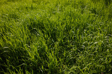 photo of green grass texture in a field
