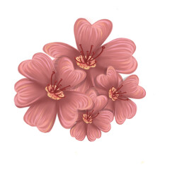 Pink Flowers png