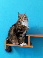 Cat on a wooden shelf close-up