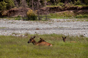 Elk resting by the river on the grass in the background of coniferous forest - wildlife, mammals, female deer in Banff National Park, Alberta, Canada