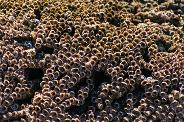 Sand Castle Worm Holes - close-up of tide pool texture