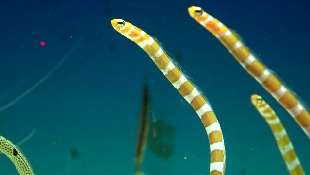 Splendid Garden Eels, Gorgasia Preclara, looking around underwater. Closeup. 4K