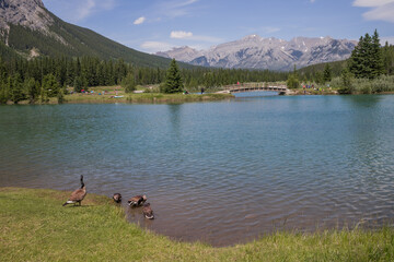 Mountain lake with wooden bridge. Canadian geese in Banff National Park, Alberta, Canada