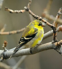 pretty yellow male american goldfinch in spring, transitioning to his breeding plumage, perched in...