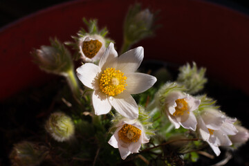 Alpine anemone or Pulsatilla alba in spring
