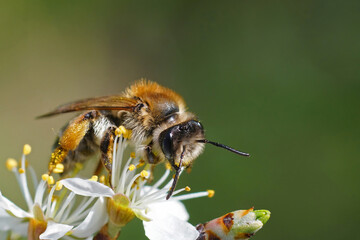 Closeup on a female grey-gastered mining bee, Andrena tibialis, drinking nectar from a white flowering Blackthorn