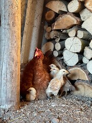 chicken and eggs