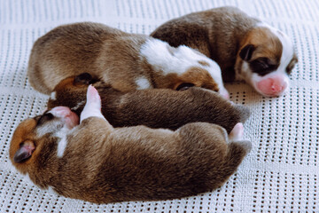 Top view of four plump tiny two-month-old puppies of dog pembroke welsh corgi with pink snouts sleep in row on white cotton plaid. Pet love, pet care, dog breeding, veterinary clinic. Studio shot.