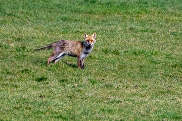 fox, vulpes vulpes with scabies disease