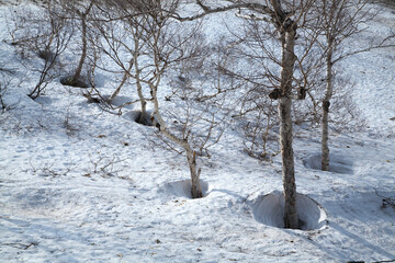 ダケカンバの根周り穴（羅臼町）世界自然遺産